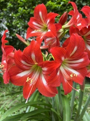 Hippeastrum striatum