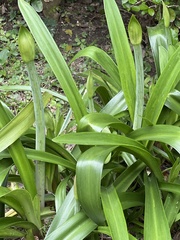 Hippeastrum striatum