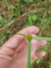 Cyperus melanospermus