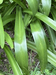Hippeastrum striatum