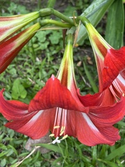 Hippeastrum striatum
