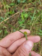 Cyperus melanospermus