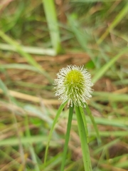 Cyperus melanospermus