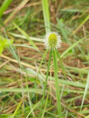 Cyperus melanospermus