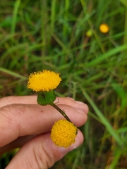 Crassocephalum picridifolium