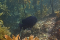 Parma alboscapularis