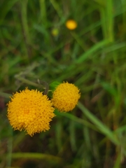 Crassocephalum picridifolium