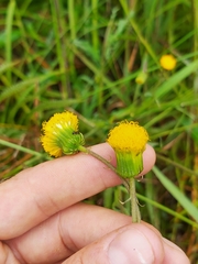 Crassocephalum picridifolium