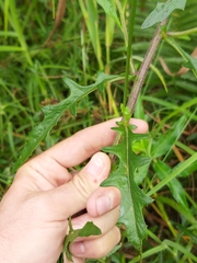 Crassocephalum picridifolium