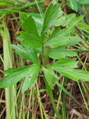 Ranunculus multifidus