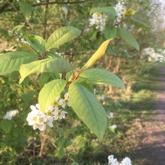 Prunus padus
