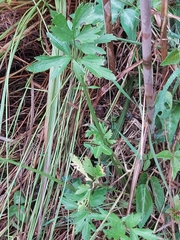 Ranunculus multifidus