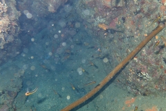 Forsterygion maryannae