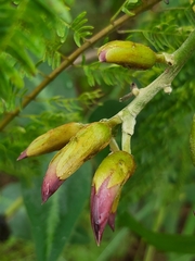 Mucuna coriacea
