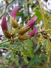 Mucuna coriacea