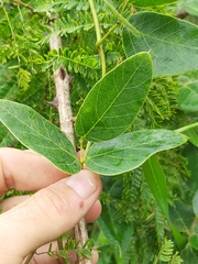Mucuna coriacea