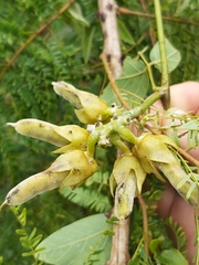 Mucuna coriacea