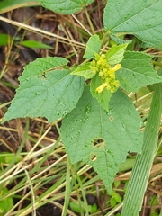Triumfetta pentandra pentandra