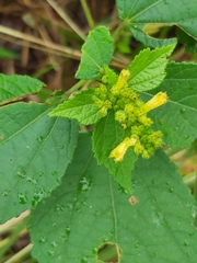 Triumfetta pentandra pentandra