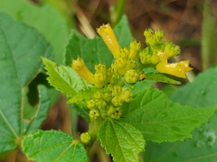 Triumfetta pentandra pentandra