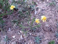 Euryops ericoides