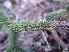 Euryops ericoides