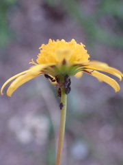 Euryops ericoides