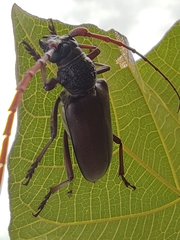 Neoplocaederus