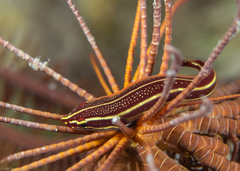 Lepadichthys lineatus
