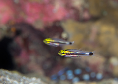 Taeniamia bilineata