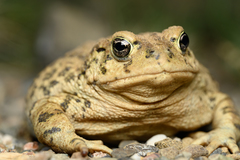 Western Toad photo 2