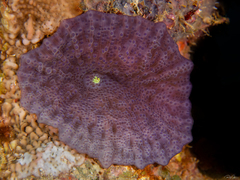 Discosoma nummiforme
