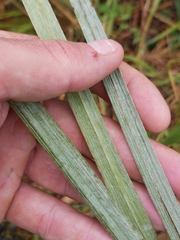 Hypoxis rigidula rigidula