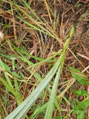 Hypoxis rigidula rigidula