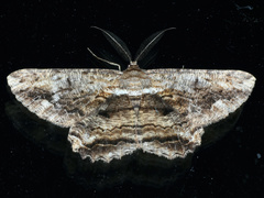 Scioglyptis lyciaria