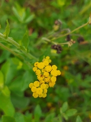 Nidorella auriculata