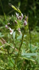 Trifolium obtusiflorum