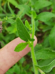Nidorella auriculata