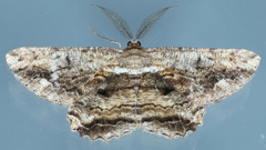Scioglyptis lyciaria