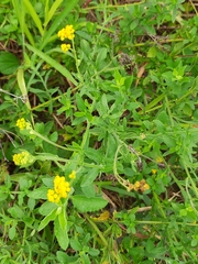 Nidorella auriculata
