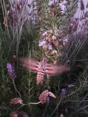 Hyles lineata