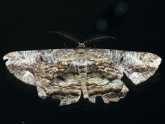 Scioglyptis lyciaria