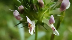 Trifolium obtusiflorum