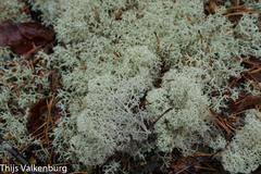 Cladonia