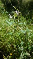 Trifolium obtusiflorum