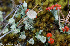 Cladonia