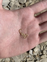 Paravaejovis confusus