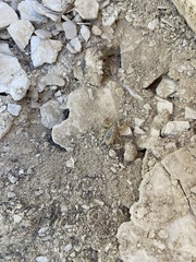 Paravaejovis confusus