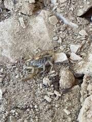 Paravaejovis confusus