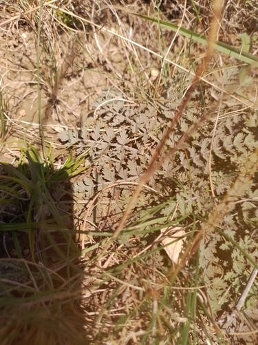 Enys's aniseed (Gingidia enysii)